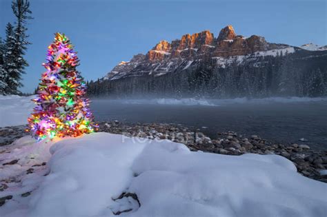 Christmas Tree At Bank Of Bow River In Winter With Castle Mountain