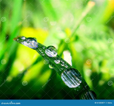 Water Drops On Plant Stock Image Image Of Leaf Condensation 61303871