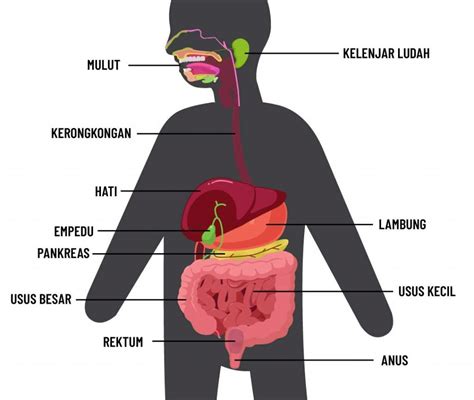 Belajar Biologi Organ Organ Pencernaan Manusia Riset