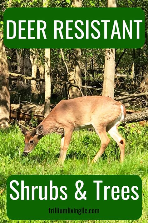 Shrubs that deer usually ignore. Easy-to-Grow Deer Resistant Shrubs & Trees (With images ...