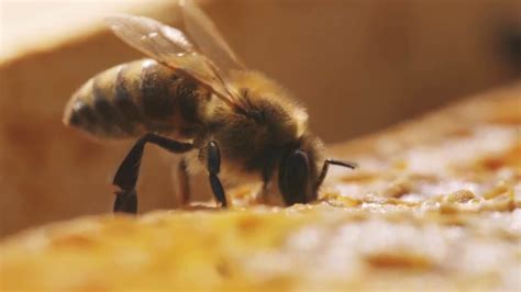 Bee Making Honey Stock Video Motion Array