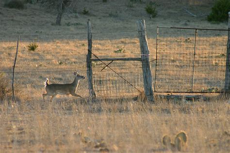 Outdoorwildlife Photography On Behance