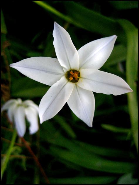 White Star Flower 2 By Aelthwyn On Deviantart