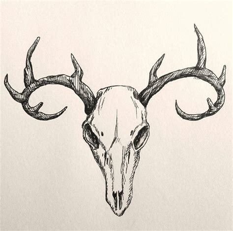 Deer Skull Sketch By Clockwork Shadow On Deviantart