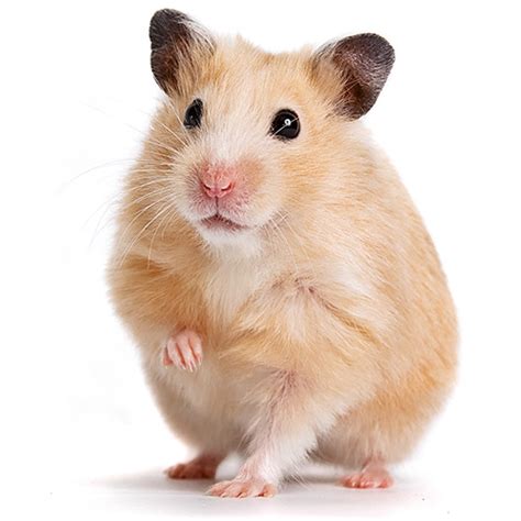 Small Animals Available for Sale - Visit Petland Dayton, Ohio!