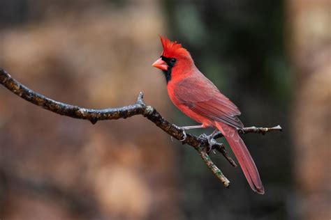 Northern Cardinal Cardinalis Cardinalis Williamson Coun Flickr