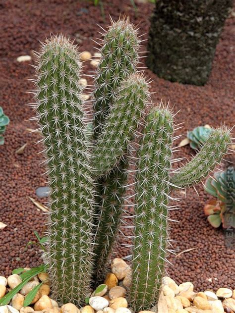 It grows vertically for decades and if it has sufficient nutrients and light with the right conditions. xl Dwarf Saguaro Cactus Pilocereus Gouneli | Cactus flower ...
