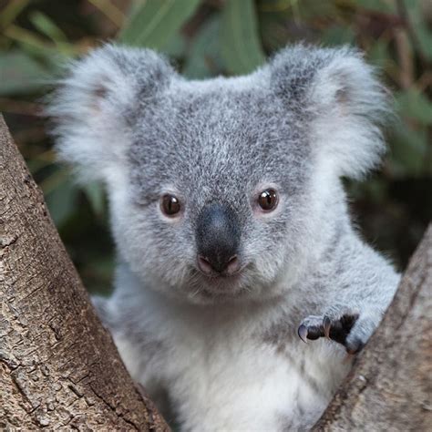 Pin On Koala Cuties