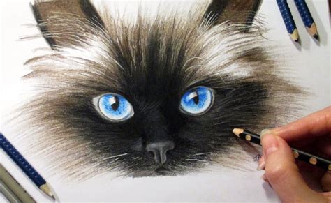 Drawing Cats Face In Colored Pencil Jasmina Susak How To Draw A Cat C Cat Face Drawing