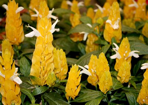 Order flowers online from a local flower shop in jackson, ms. Shrimp plants are easily grown, bloom all summer ...