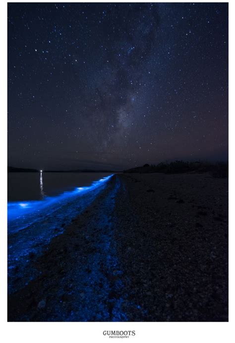 Stunning Pictures Of Luminous Plankton Lighting Up Tasmania With Bonus