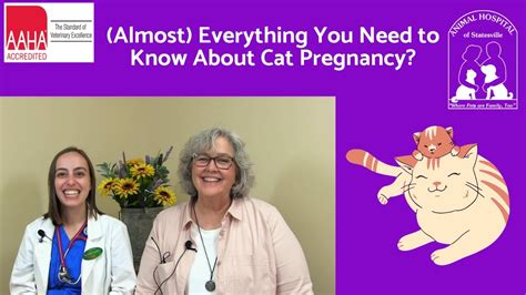 Almost Everything You Need To Know About Cat Pregnancy Youtube