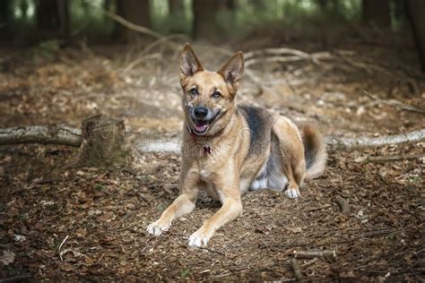 German Shepherd Saluki Cross Laying Down Looking At The Camera With A