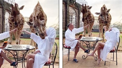 Giraffe Headbutts Woman While She Feeds It Naughty Wildlife Youtube