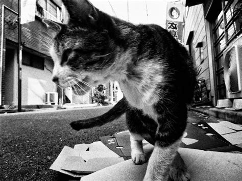 Daido Moriyamas Haunting Photos Of Stray Cats In Tokyo Another