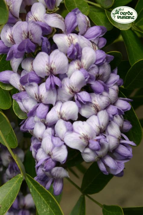 Fioritura viola non sono comuni come quelli con colori come il bianco o giallo. Sophora secundiflora, fiori dal profumo stordente