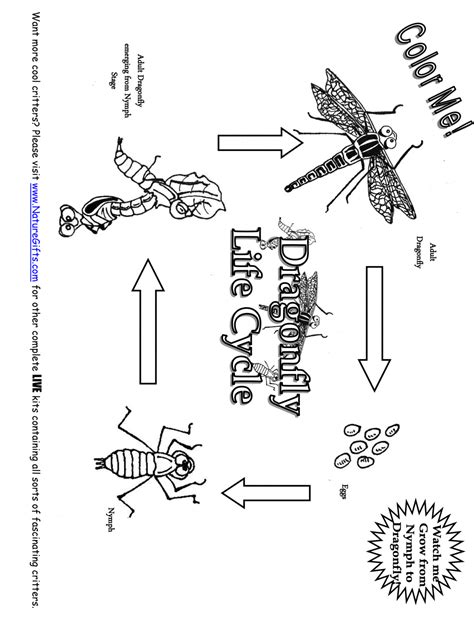 Dragonfly Life Cycle Coloring Page Learn About Nature
