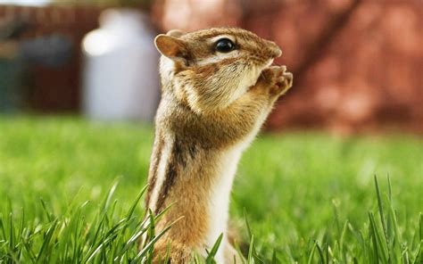 Cute Animal Wallpapers for Desktop - WallpaperSafari