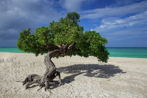 Lone Divi Divi Tree On The Island Of Aruba Photograph By Bridget Calip