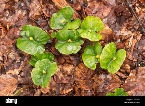 Beech Seedlings Fagus Sylvatica Growing Under The Dense Shade Of