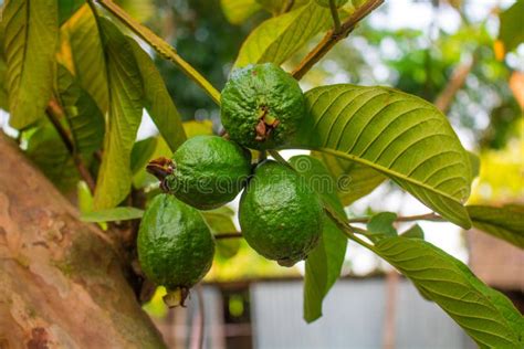 Guava Is A Common Tropical Fruit Cultivated In Many Tropical And