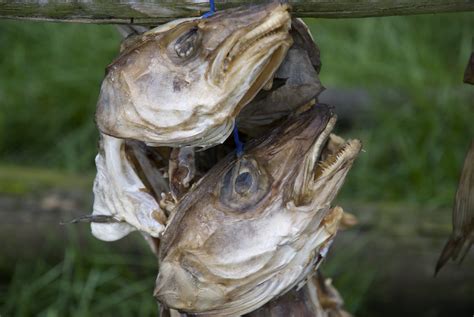 Stockfish 3 Rgielen Flickr