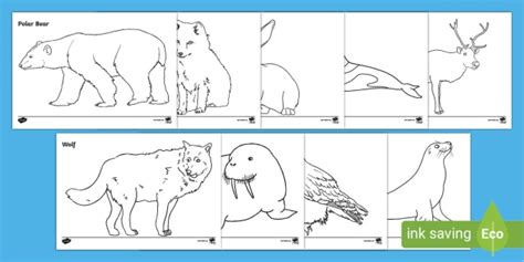 Animals That Live In The Arctic Colouring Sheets Ks1