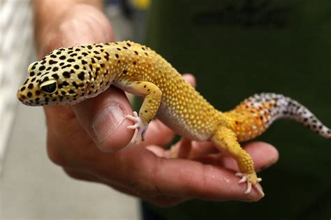 Choosing your first reptile: some species to look for | AP News