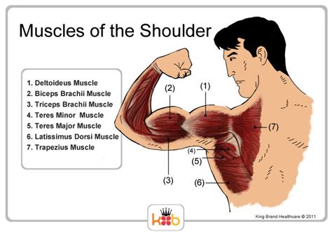 The shoulder muscles are associated with movements of the upper limb. King Brand Shoulder Images