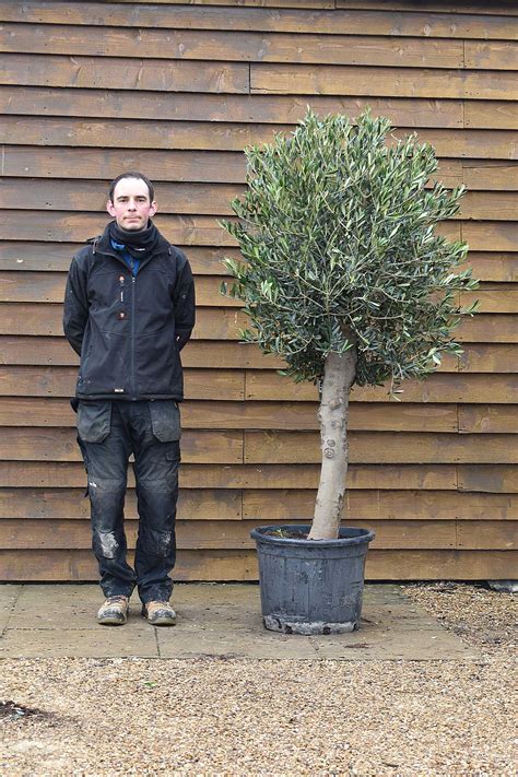 Small Lollipop Olive Tree No 573 Delivered Price Olive Grove Oundle