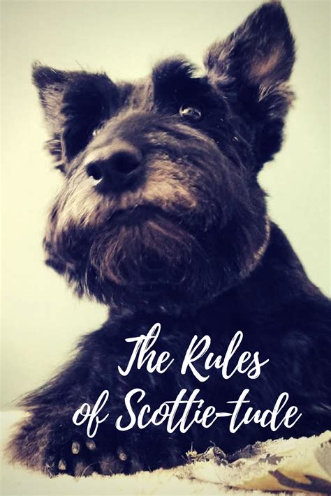 The Rules Of Scottie Tude Scottie Scottie Dog Dog Mom