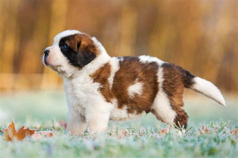 Meet The St Bernard