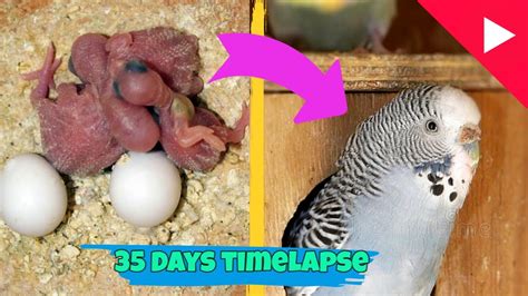 Budgie Growth Stages First 35 Days Of Babies Timelapse Youtube