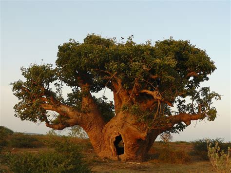 My Relationship With The Baobab Tree Simple Steps Real Change
