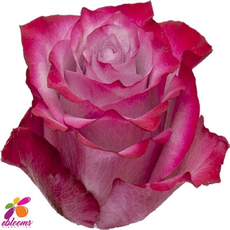 Deep Purple Rose Variety Ebloomsdirect Eblooms Farm Direct Inc