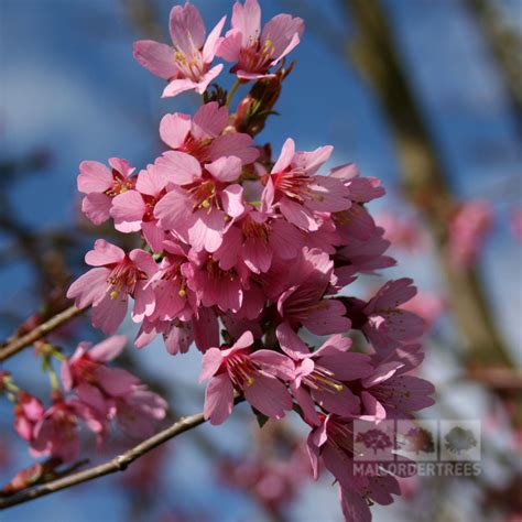 Prunus Okame Flowering Cherry Tree Mail Order Trees