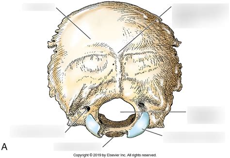 External Surface Of Occipital Bone Diagram Quizlet