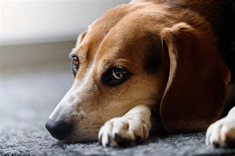 Dog Ear Pain And Irritation Causes Symptoms And Prevention Kahoots