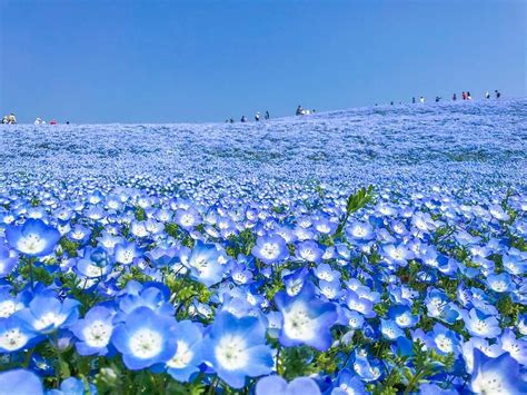 Beautiful Scenery Of The Blue Flower Carpet 3 Months Later Probably It