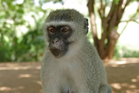 Vervet Monkey The Animal Facts Appearance Diet Habitat Lifespan