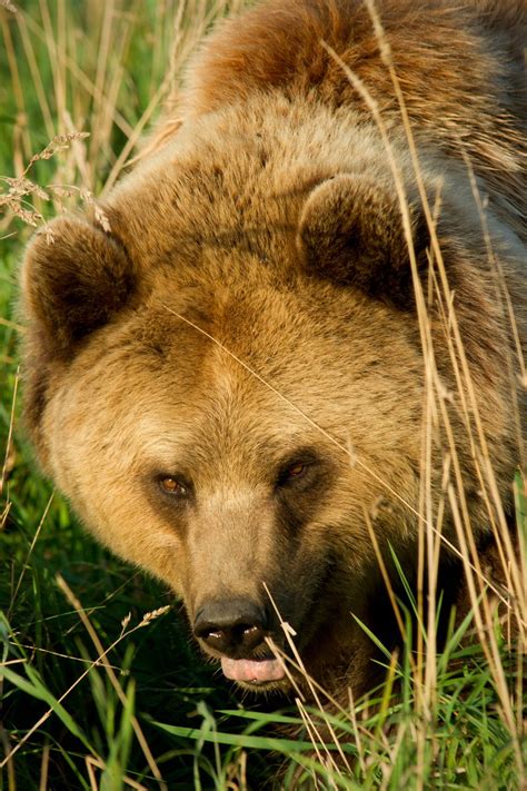 Brown Bear Close Up Free Photo Download Freeimages