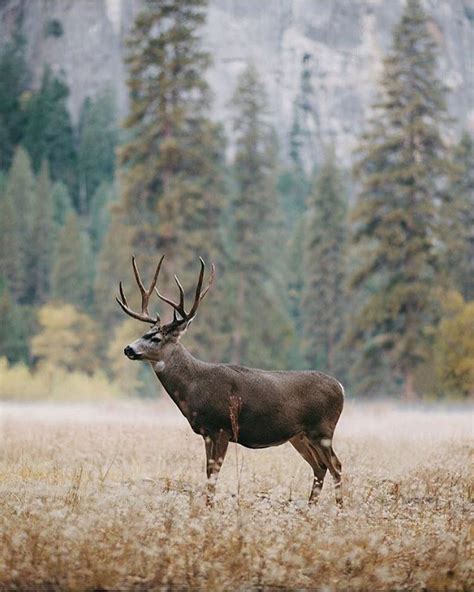 Mule Deer At Yellowstone National Park By Tannerwendell Mule Deer