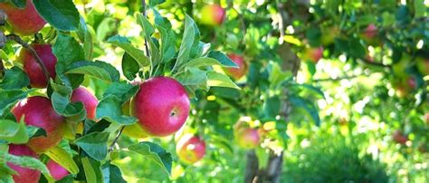 Premium Photo Picture Of A Ripe Apples In Orchard Ready For