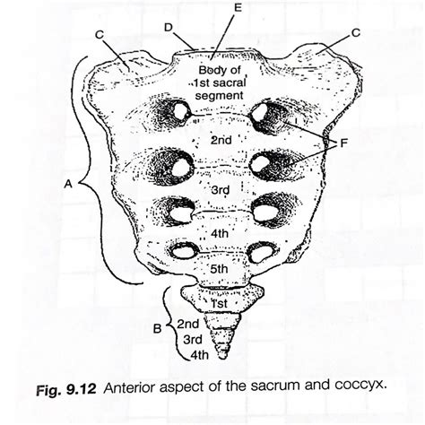Anterior Aspect Of The Sacrum And Coccyx Diagram Diagram Quizlet