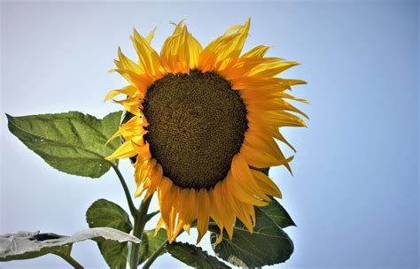 Summer Sunflower Inland 360