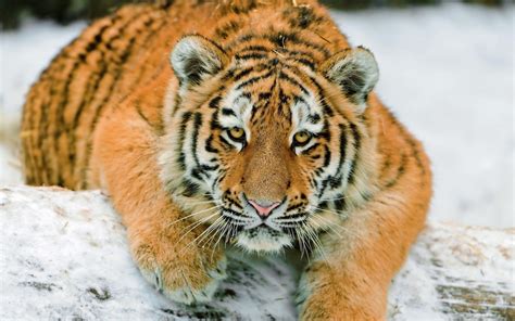 1920x1080 1920x1080 Tiger Predator Snow Down Big Cat Wallpaper