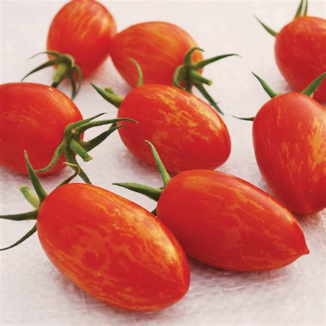 Red Torch Hybrid Tomato Aas Winners Totally Tomatoes