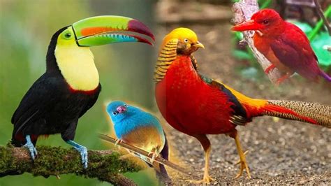 Most Unique Exotic Birds In The World Top 10 Most Stunningly