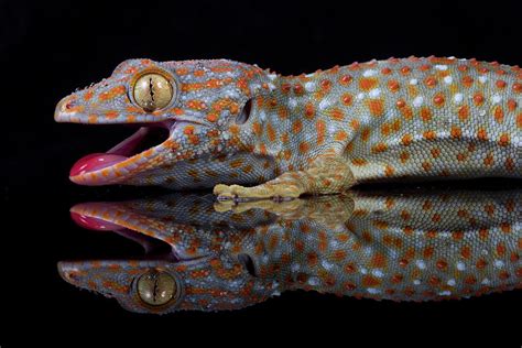 Tokay Gecko Reflections Photograph By Angi Wallace Pixels