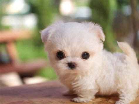 So how much does a pomeranian puppy cost? How Much Do Teacup Pomeranians Cost? - Puppy4Homes